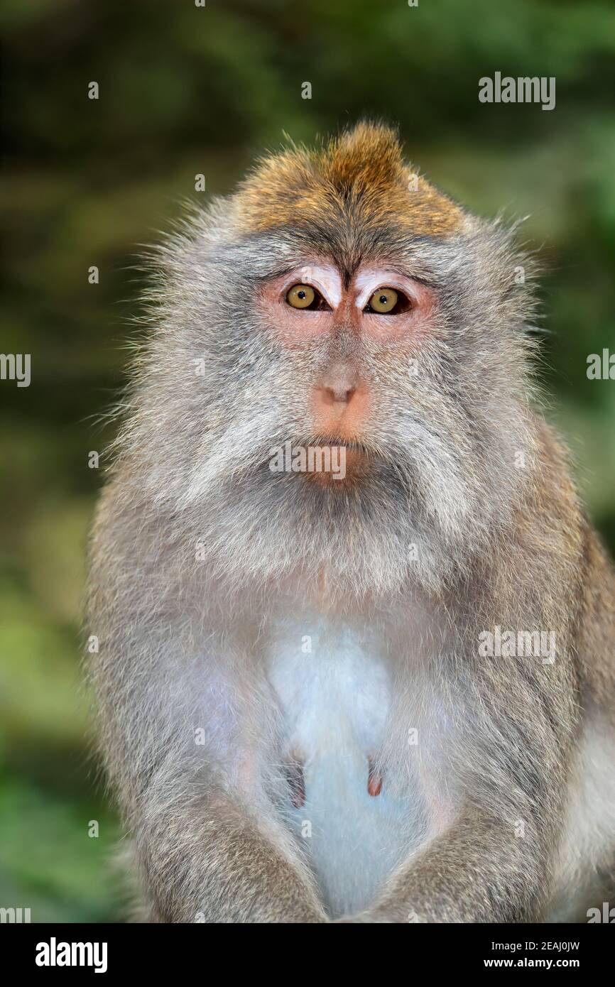 Singe balinais à queue longue - Indonésie Banque D'Images