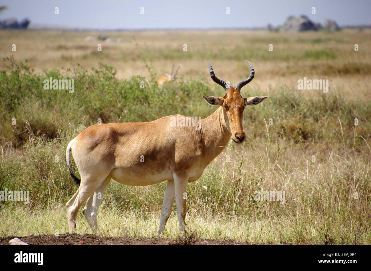 Hartebeest dans le parc Serengeti en Tanzanie Banque D'Images