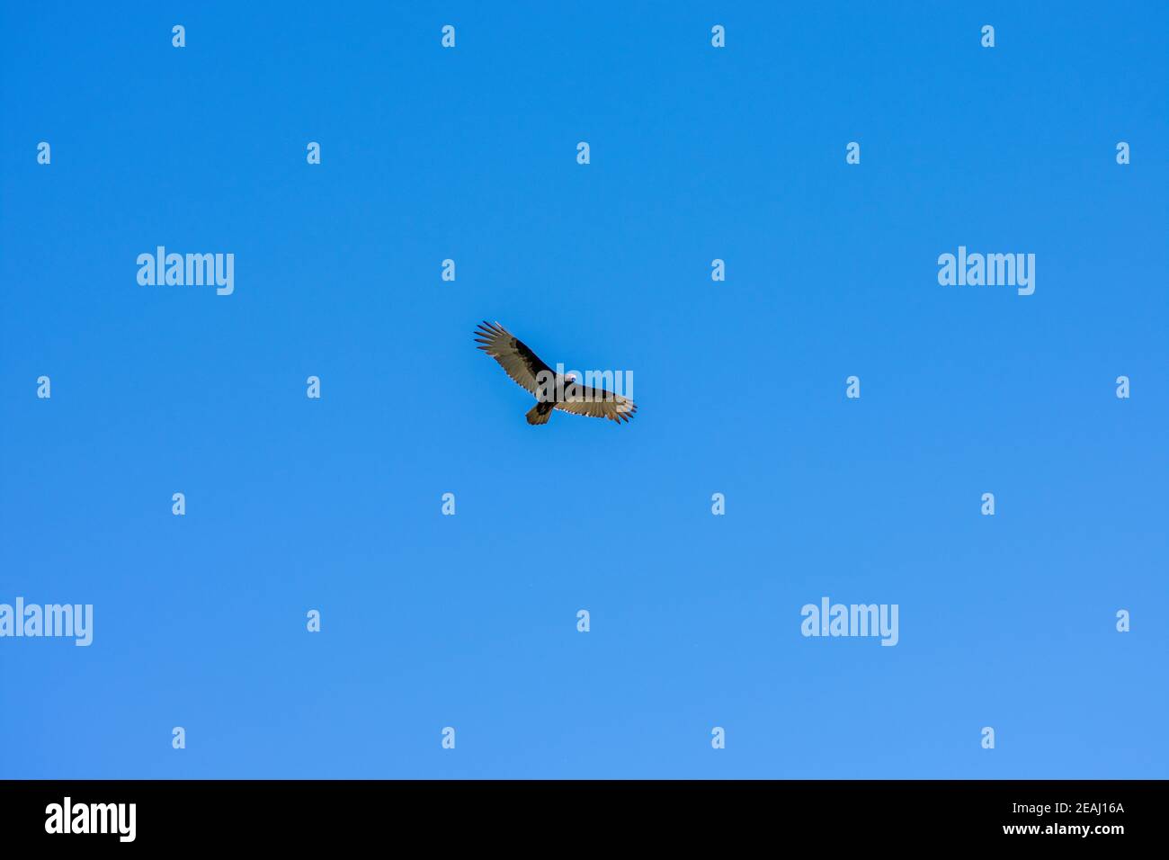 Une Turquie Vulture volant à travers un ciel bleu clair Banque D'Images