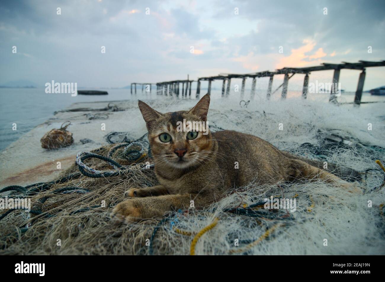 Le chat mignon s'assoit près du filet de pêche Banque D'Images