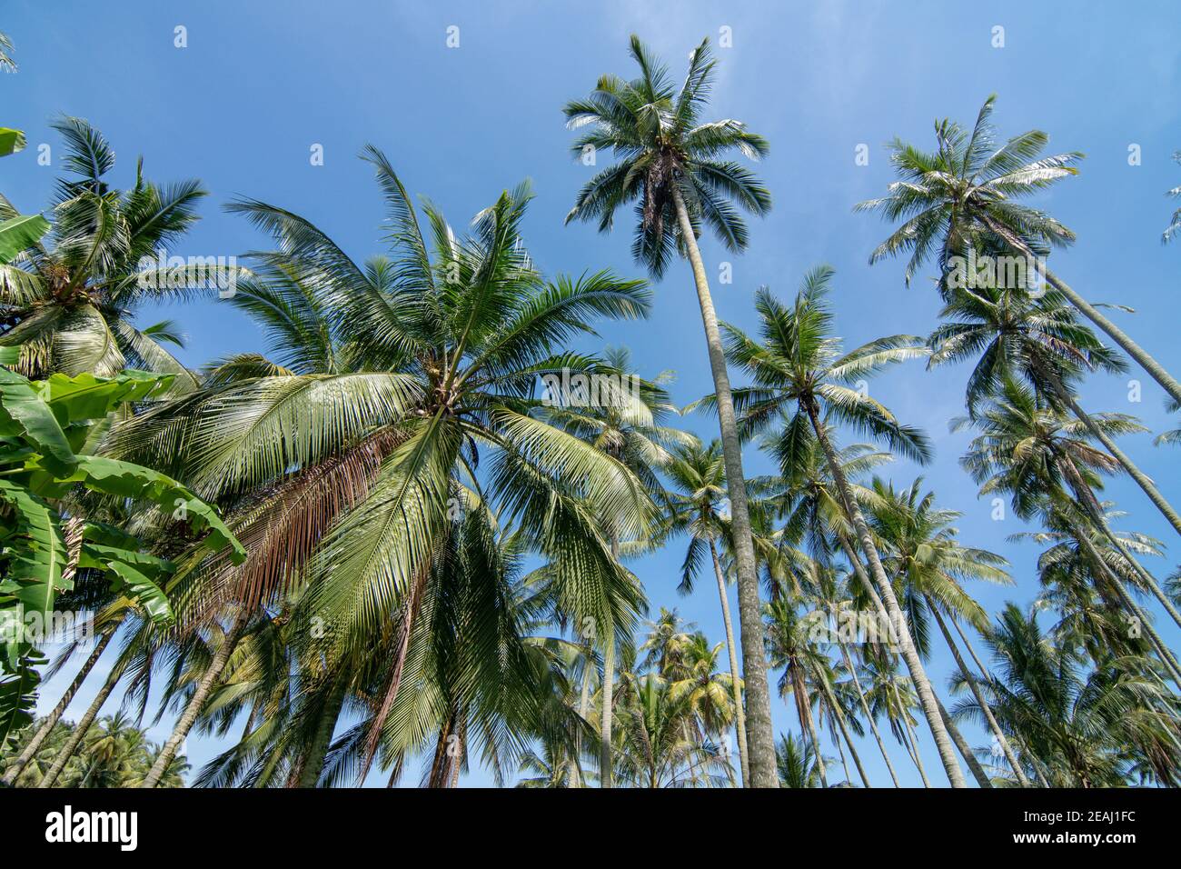 Cocotiers sous une chaude journée ensoleillée Banque D'Images