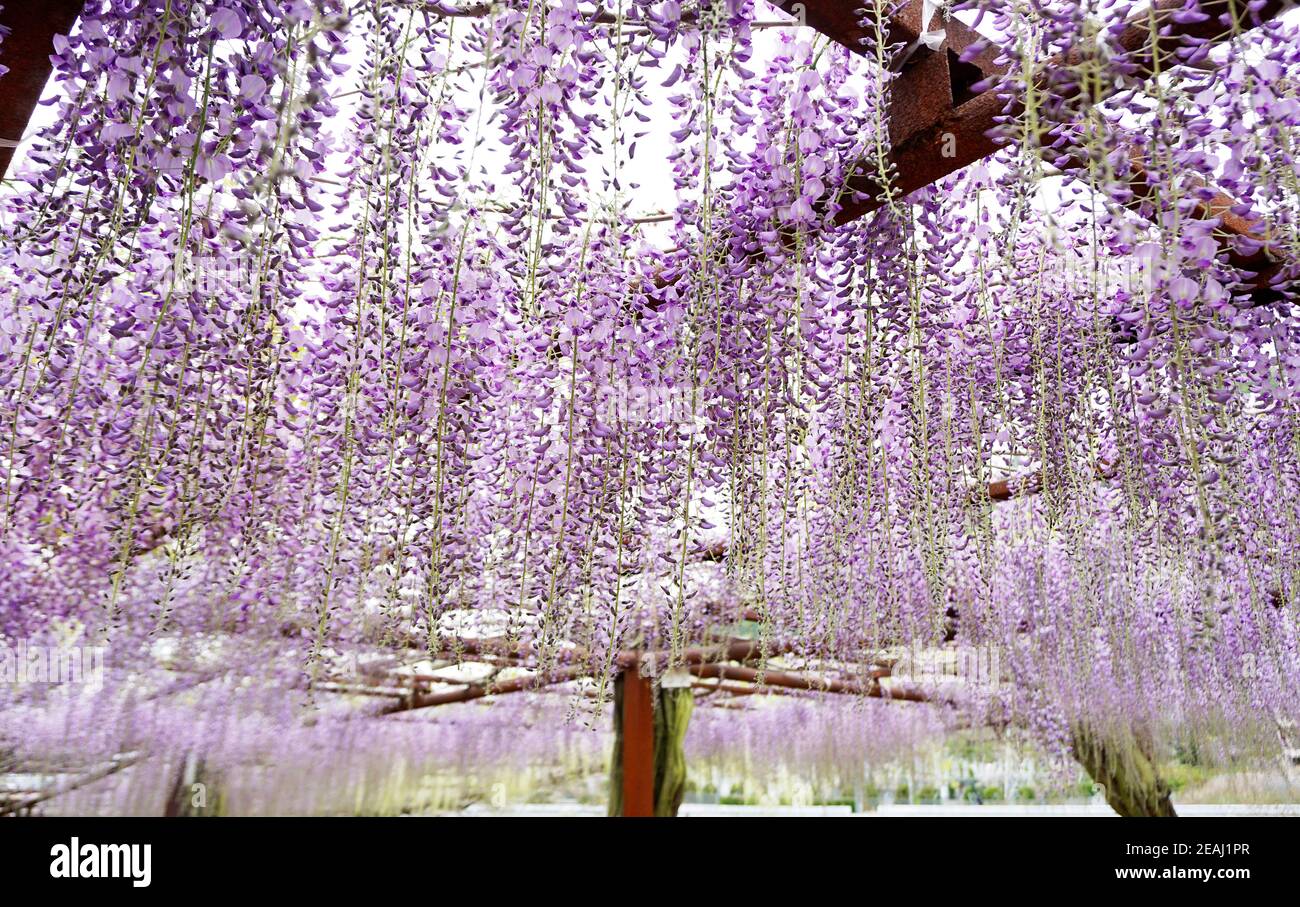 Gros plan d'une fleur de wisteria Banque D'Images