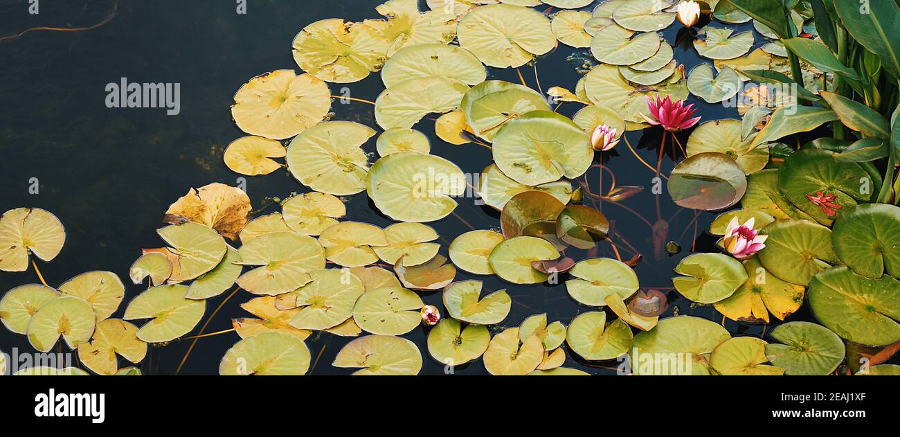 Dans l'étang, les nénuphars sont rouges et blancs et de grandes feuilles vertes flottent autour d'eux. Banque D'Images