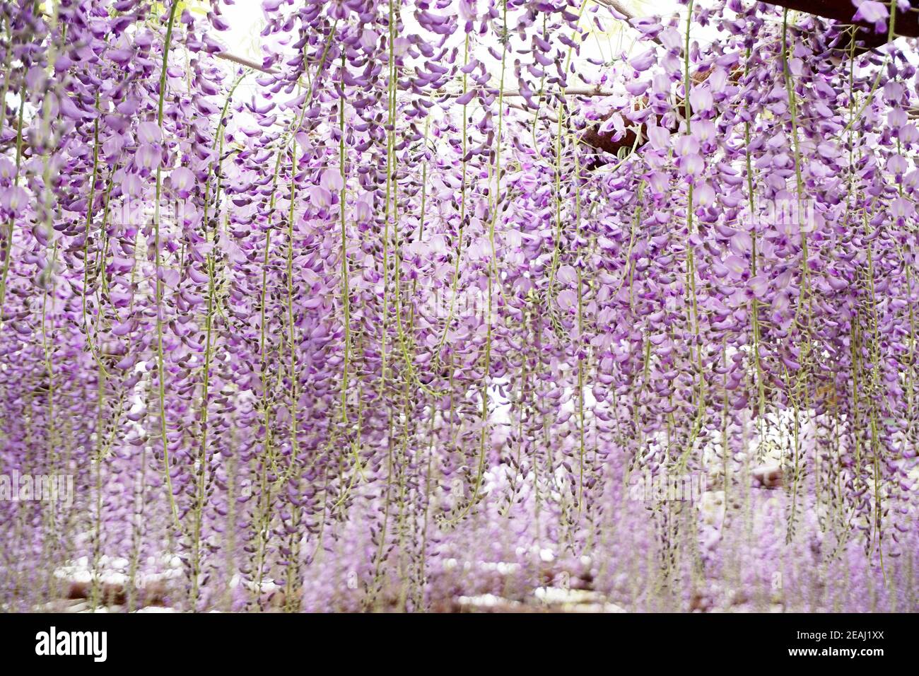 Gros plan d'une fleur de wisteria Banque D'Images