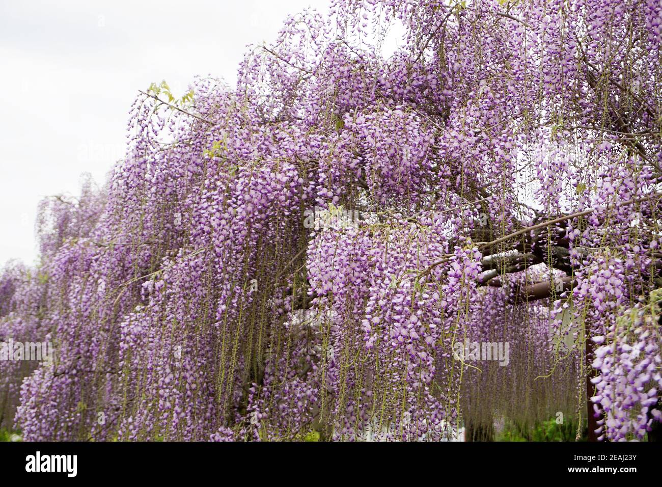 Gros plan d'une fleur de wisteria Banque D'Images