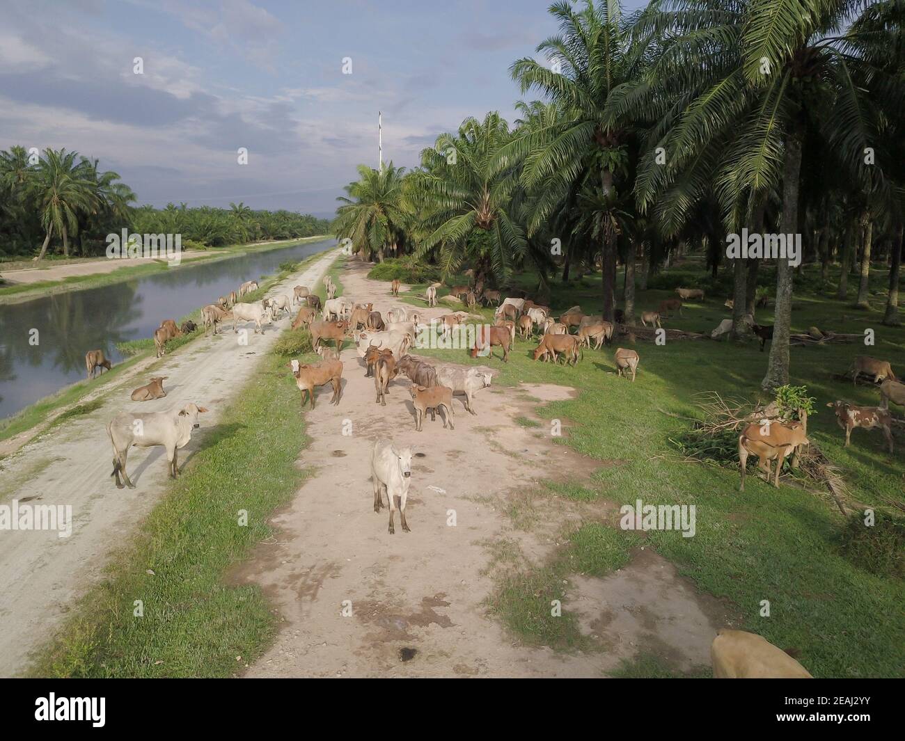 Les vaches domestiques recherchent de la nourriture au palmier à huile Banque D'Images