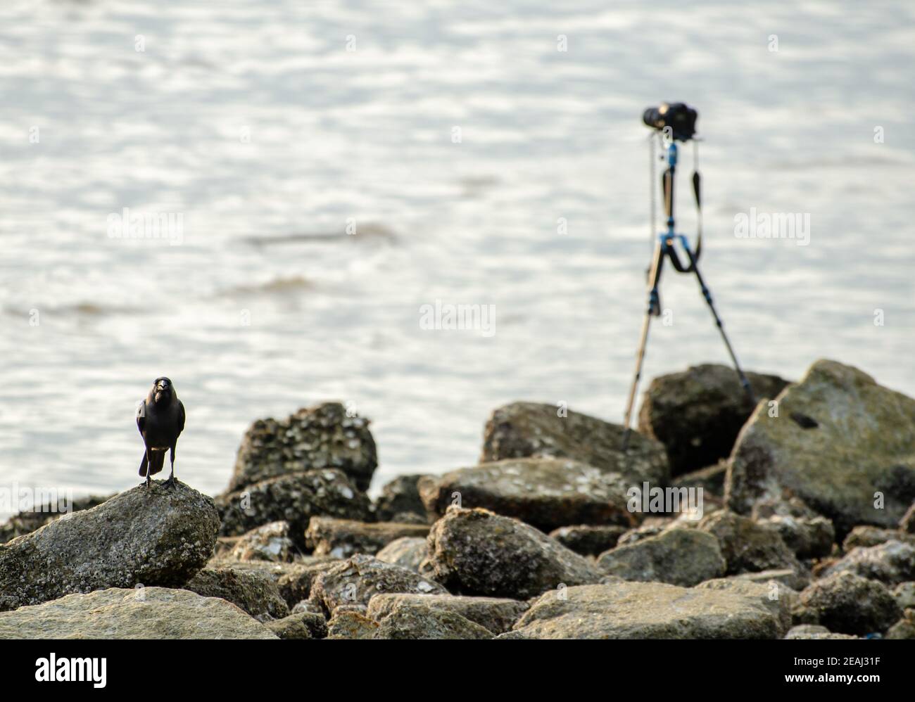 Un stand de corbeau à côté de l'appareil photo sur le rocher près de la côte Banque D'Images