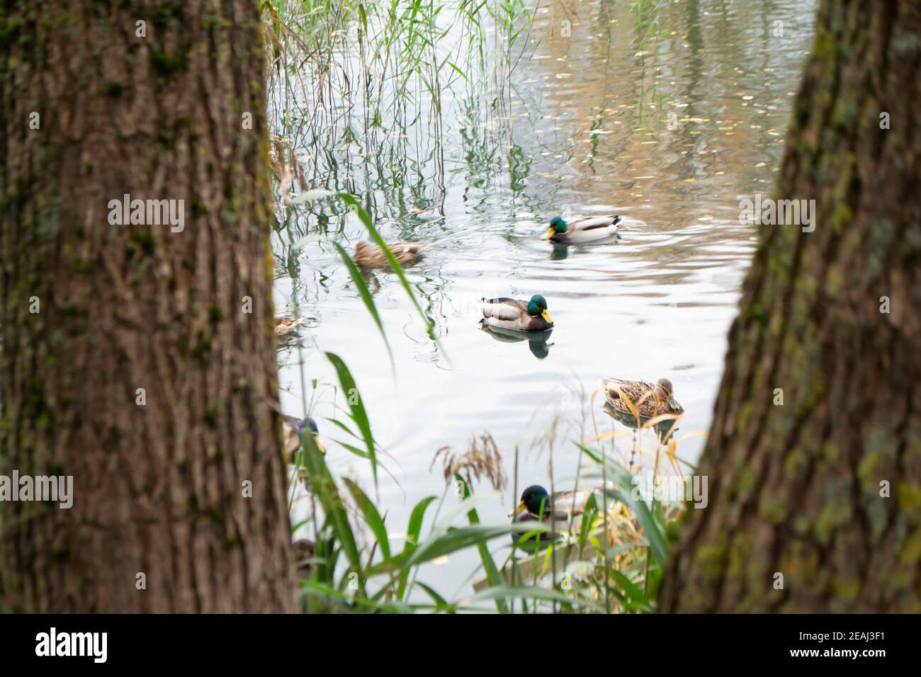 Troupeau de canards colverts sauvages nageant dans le lac Banque D'Images