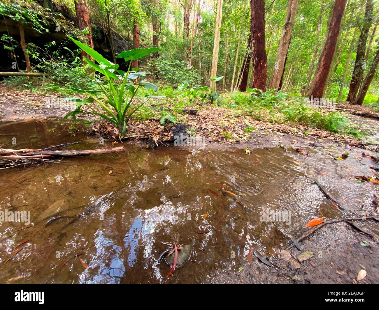 Une crique piecful dans une forêt tropicale australienne Banque D'Images