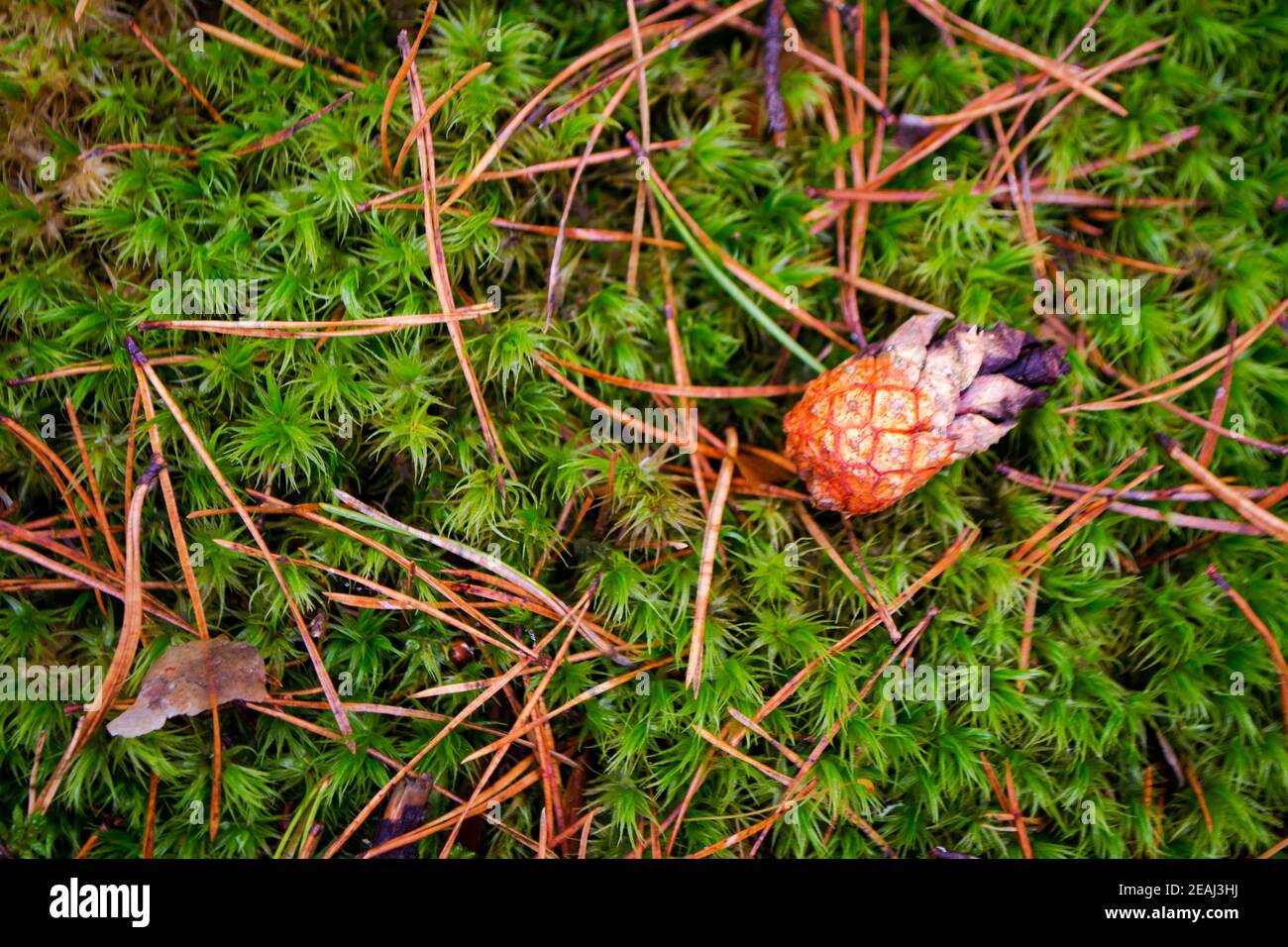 Cône de pin rouge sur mousse verte dans une forêt de pins, vue de dessus Banque D'Images