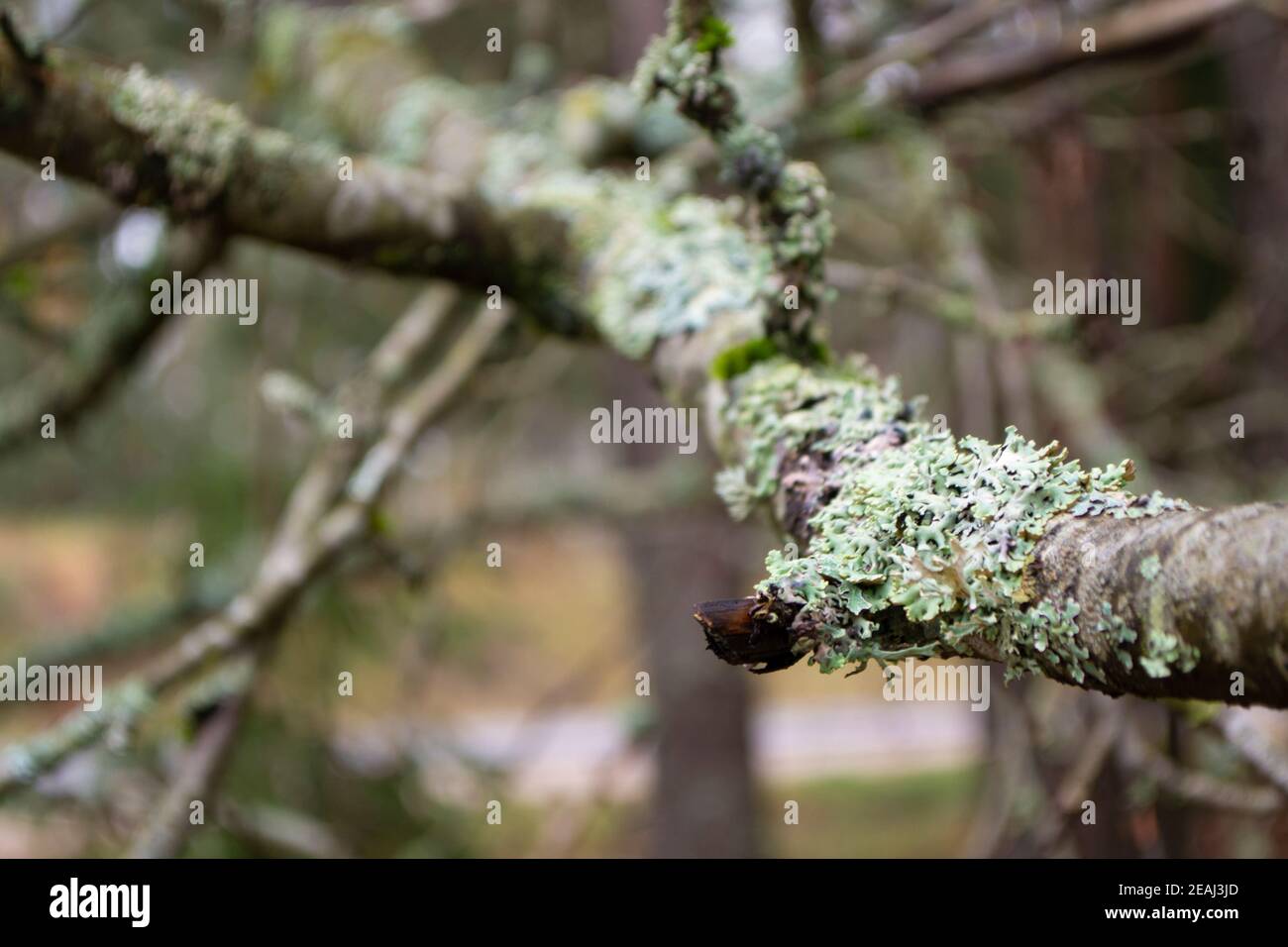 Branche d'arbre avec lichen bleu dans la forêt d'automne Banque D'Images