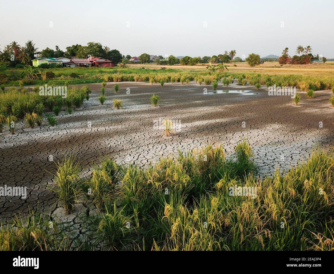 Terre sèche au champ de paddy Banque D'Images
