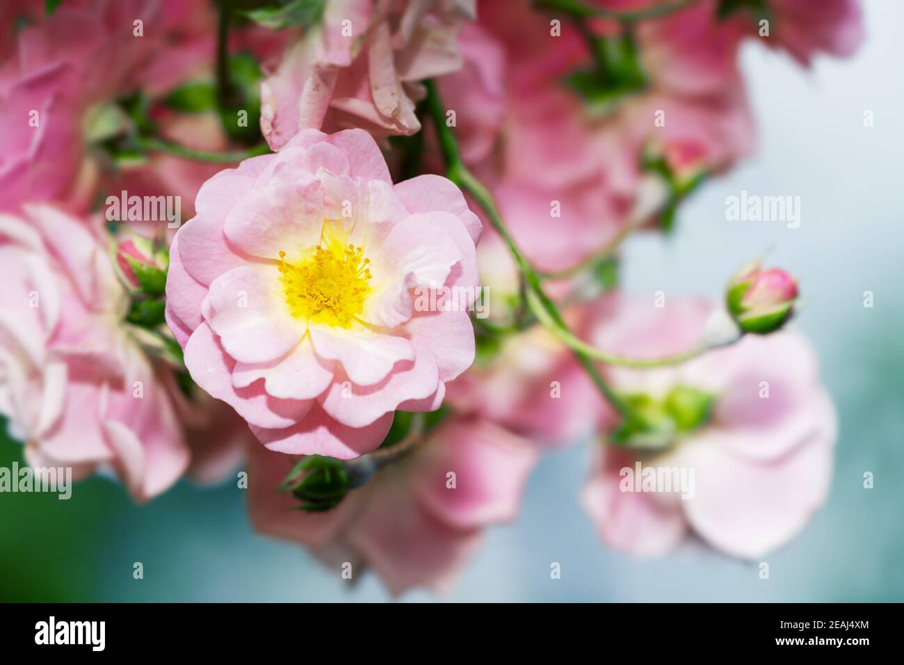 Rose rose rose fleur Bush Banque D'Images