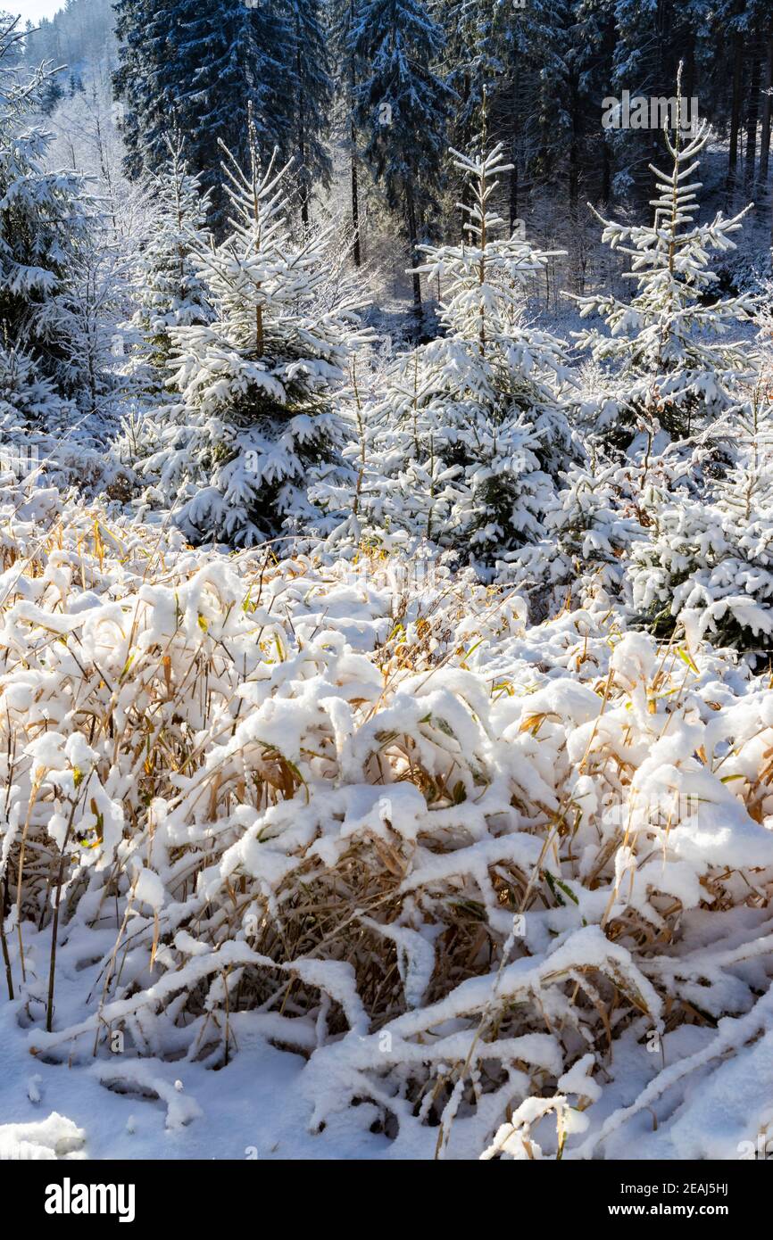 En hiver les montagnes Orlicke, République Tchèque Banque D'Images