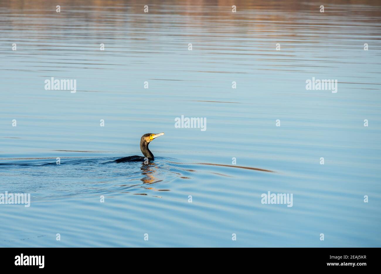 Cormoran Banque D'Images