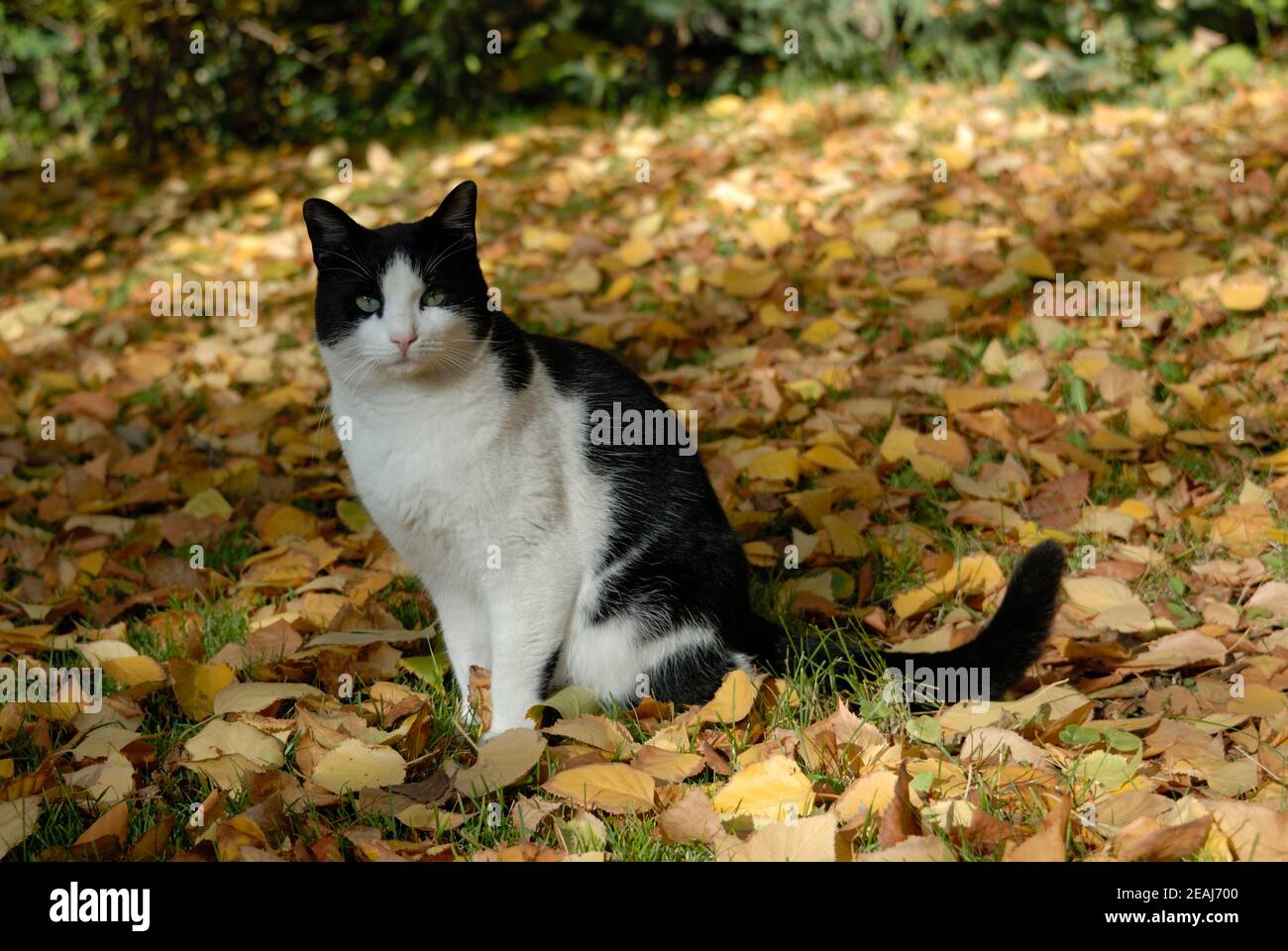 Chat dans les feuilles d'automne Banque D'Images