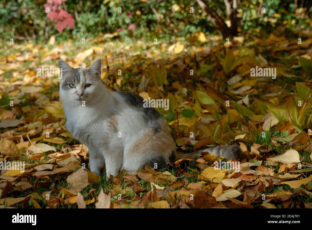 Chat dans les feuilles d'automne Banque D'Images