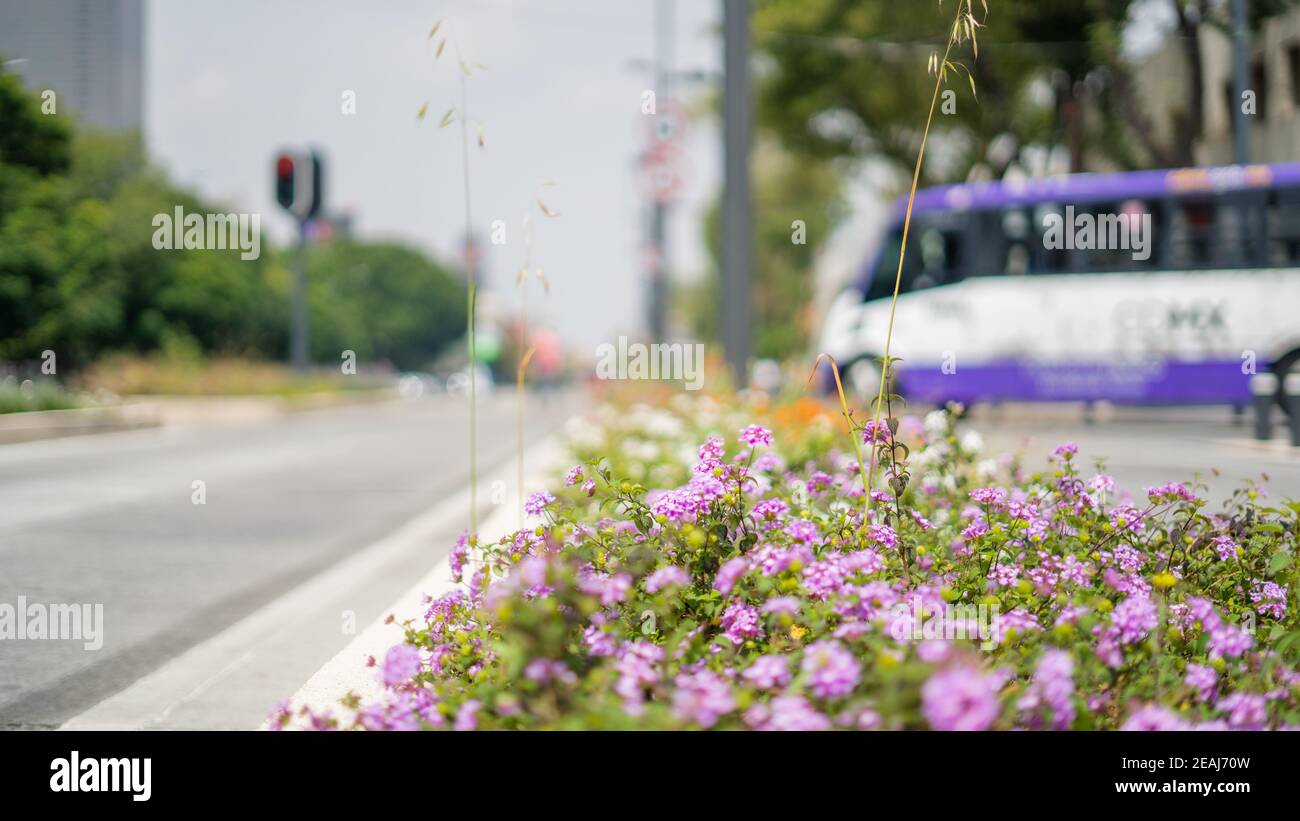 Fleurs violettes au milieu de la rue avec un Bus flou en arrière-plan Banque D'Images