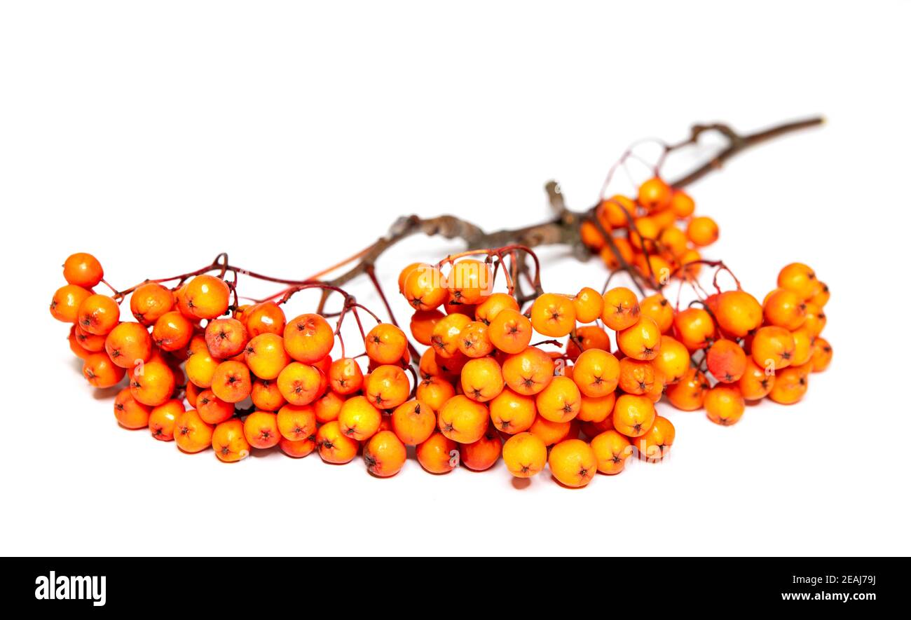 Fruits mûrs de Sorbus aucuparia Banque D'Images