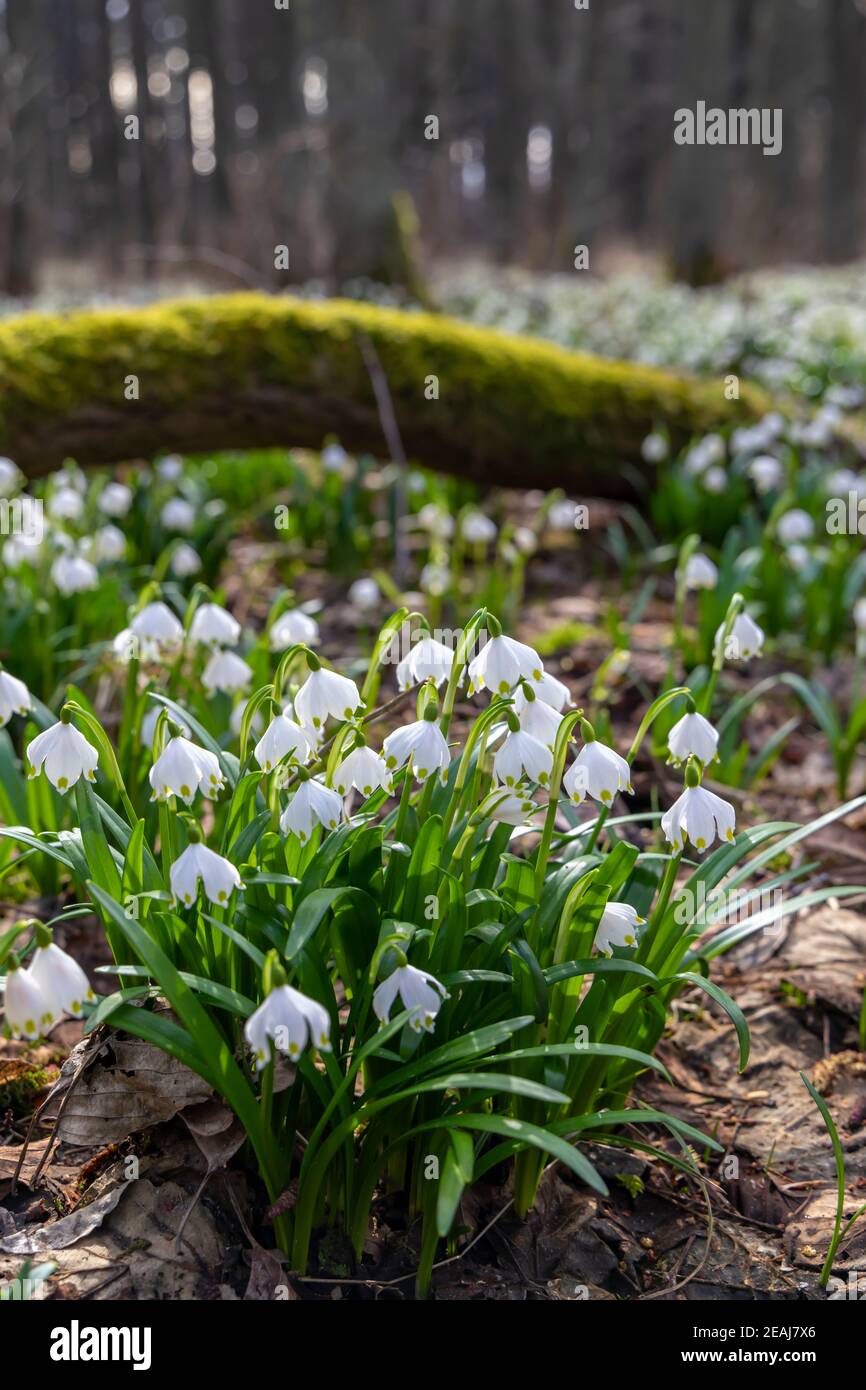 La forêt au début du printemps avec le printemps, Flocon, Vysocina République Tchèque Banque D'Images