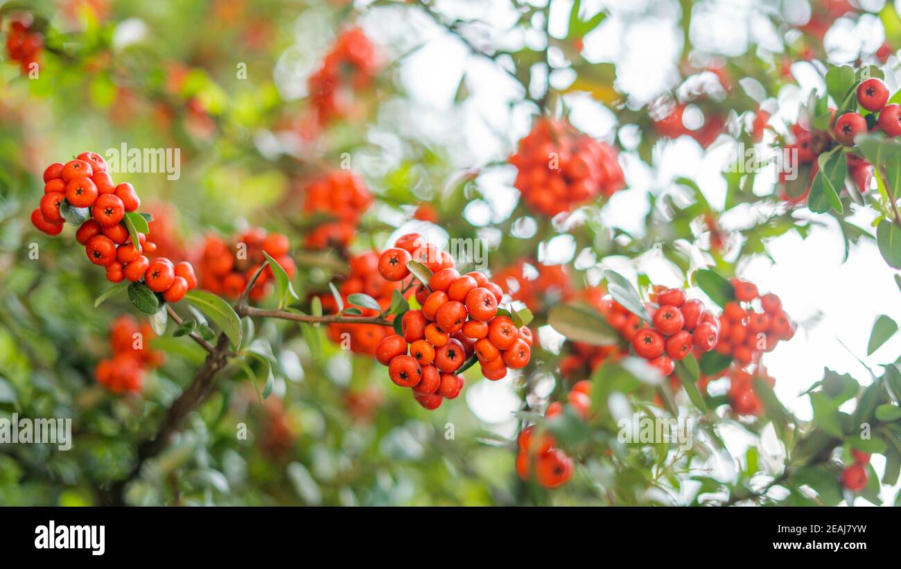 Pointleaf Manzanitas Bush avec un arrière-plan flou Banque D'Images