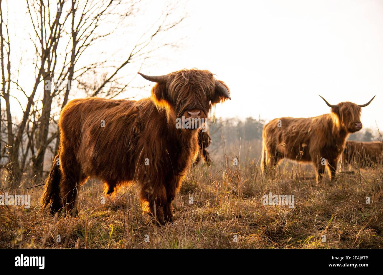 Impression Sur Toile Vache Des Highlands Écossaise - Décoration Murale 80x60 Cm Sans Cadre