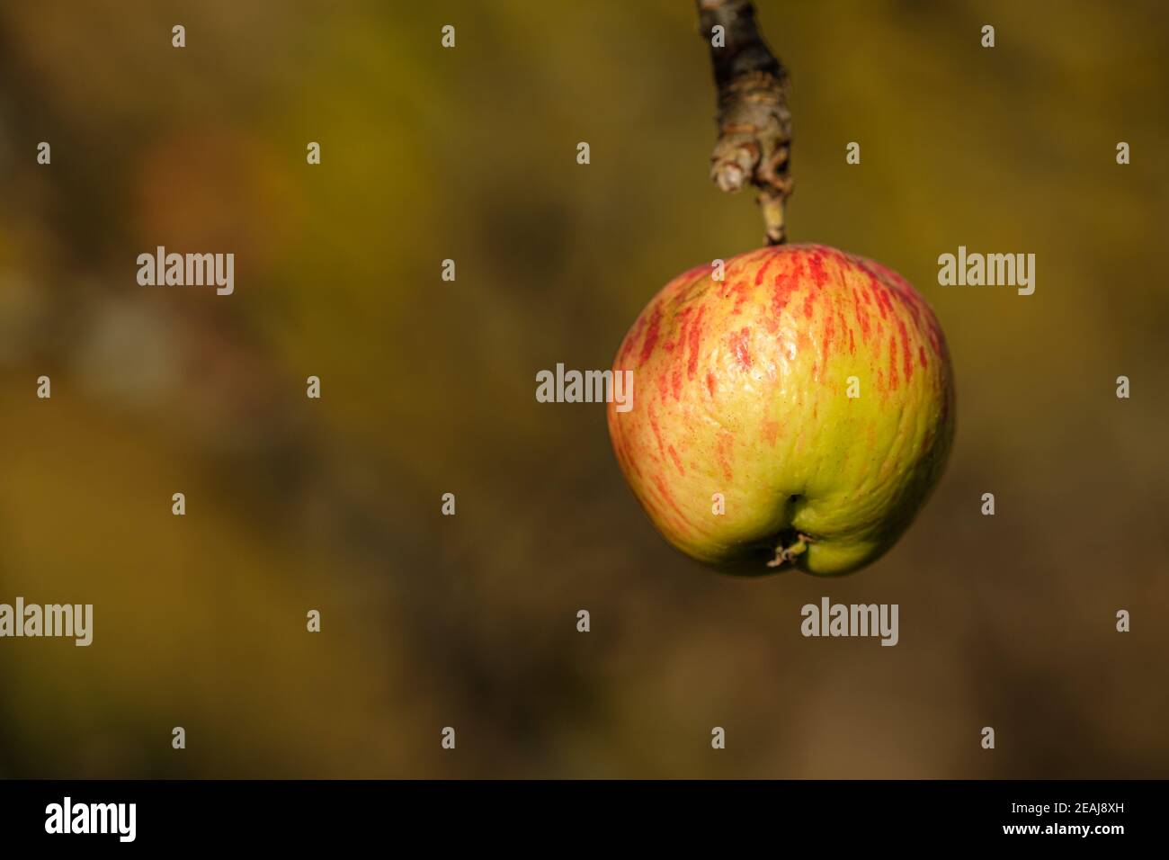 Pomme rouge mûre au soleil d'automne Banque D'Images