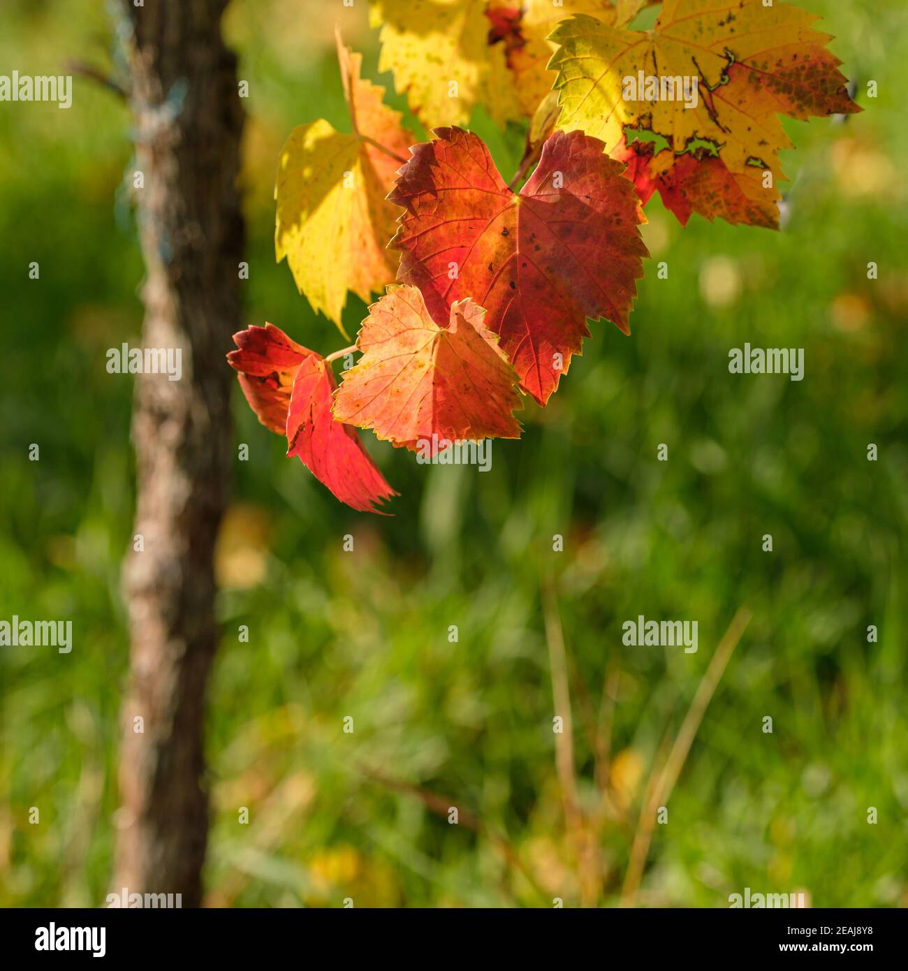 Feuilles de raisin rouge et jaune aux couleurs de l'automne Banque D'Images