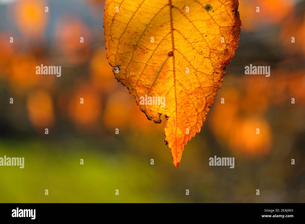 Orange jaune automne couleur feuille de cerisier gros plan Banque D'Images