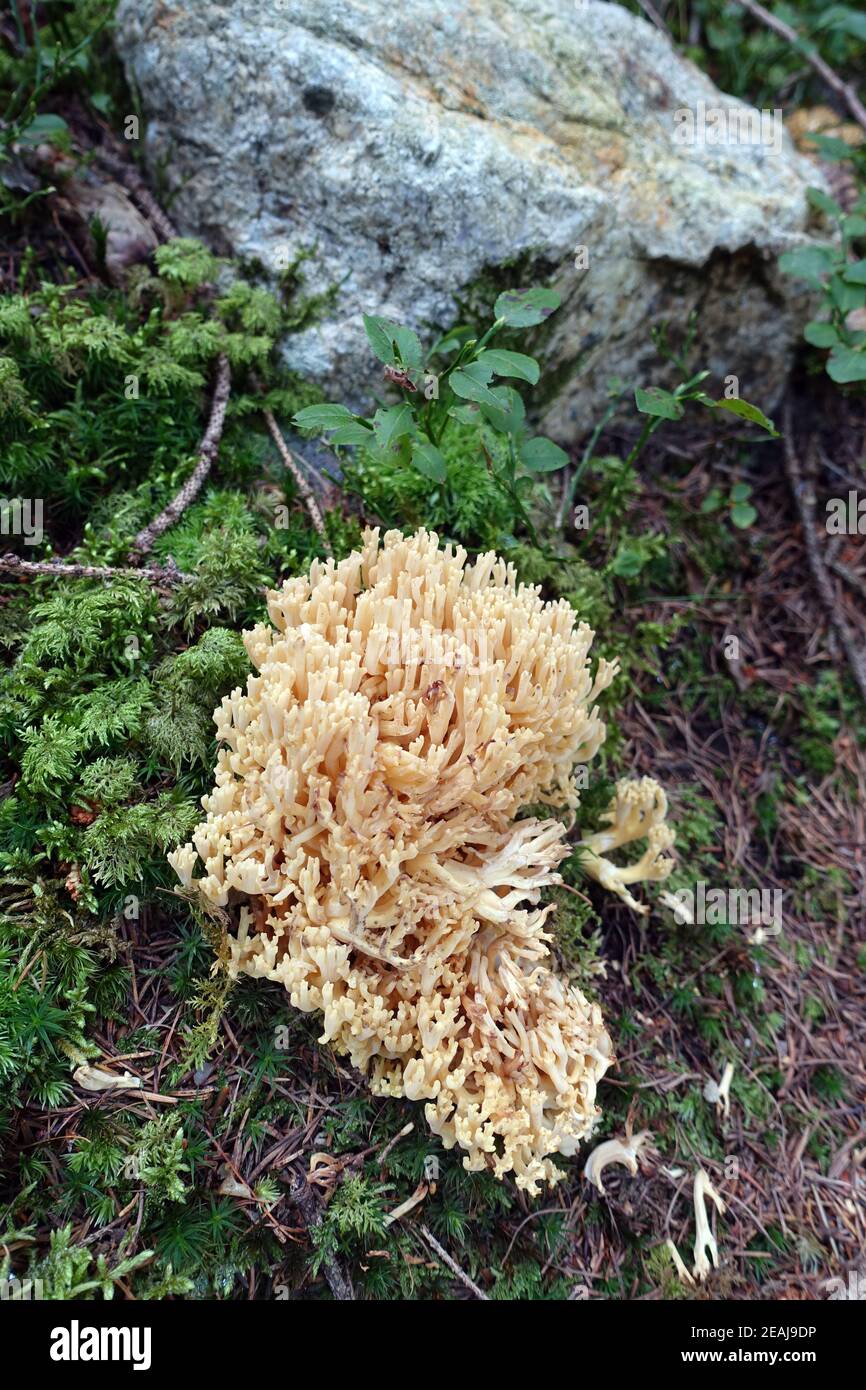 Mycète beige corail (spécifications Ramaria) Banque D'Images