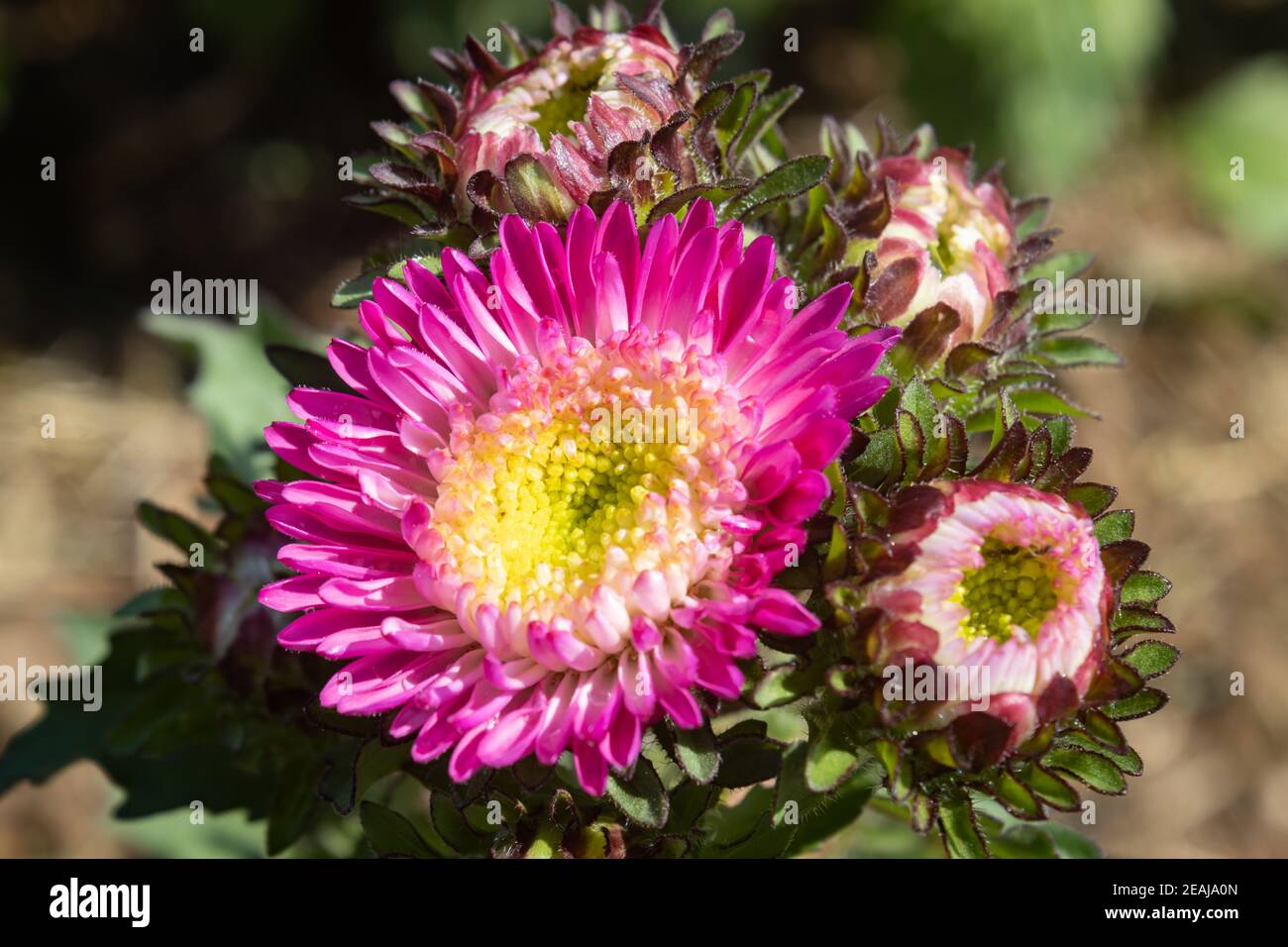 Fleurs de chrysanthème ou de mums roses dans le jardin avec lumière naturelle Banque D'Images