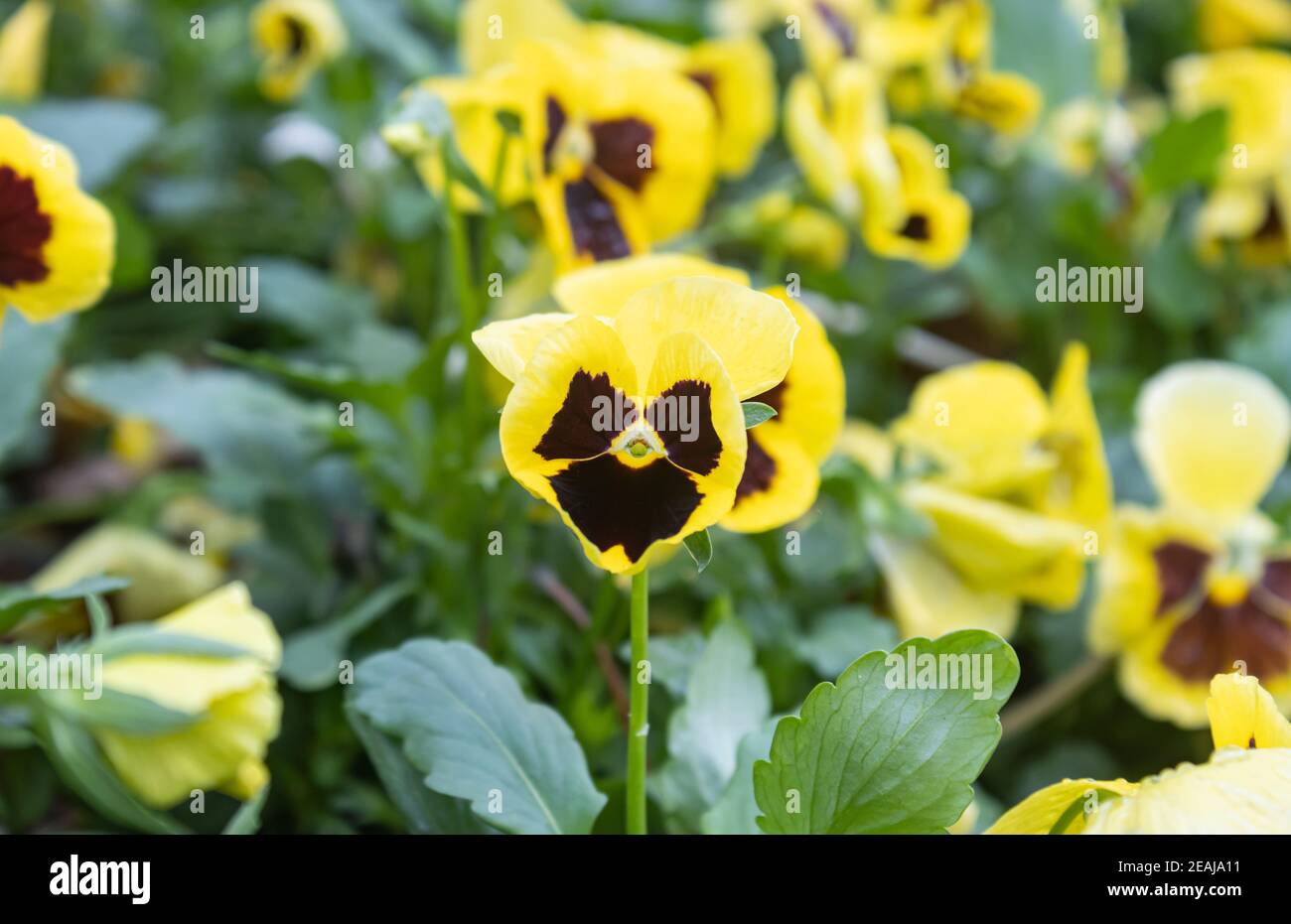 Fleur de Pansy dans le jardin avec lumière naturelle Banque D'Images