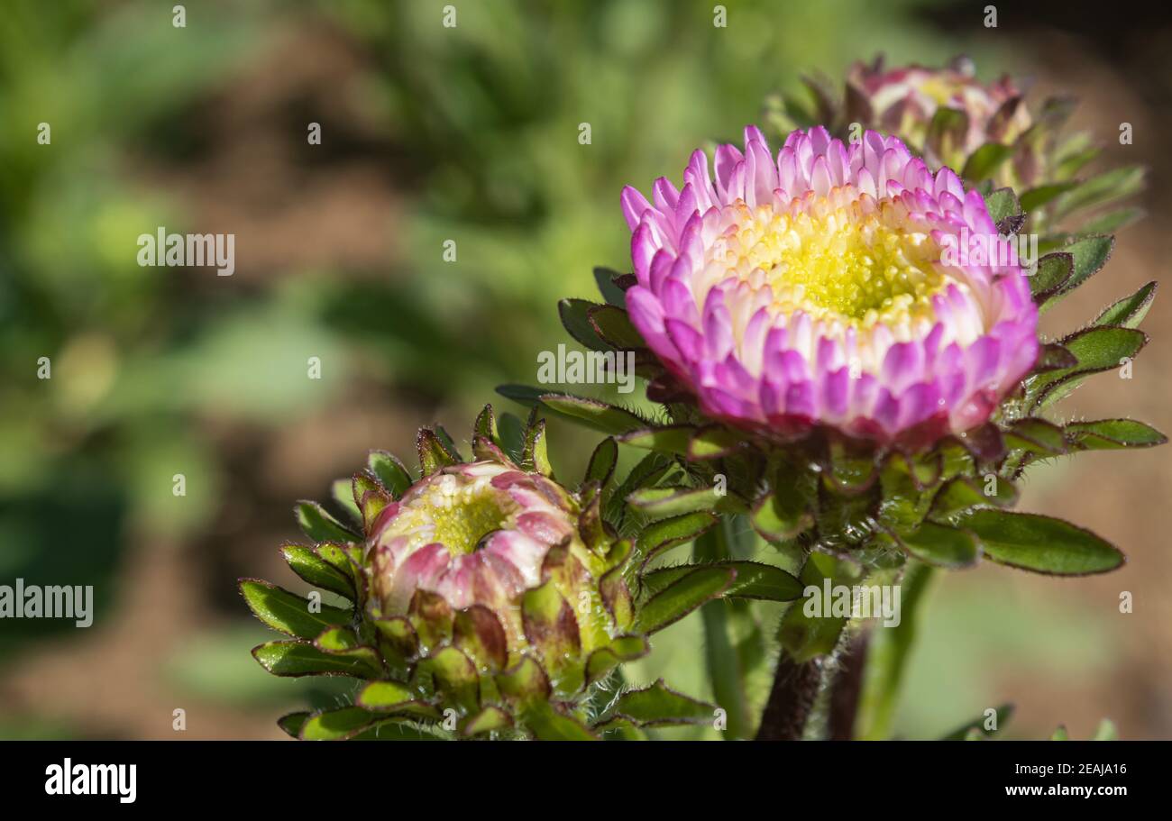 Fleurs de chrysanthème ou de mums roses dans le jardin avec lumière naturelle Sur le châssis droit Banque D'Images