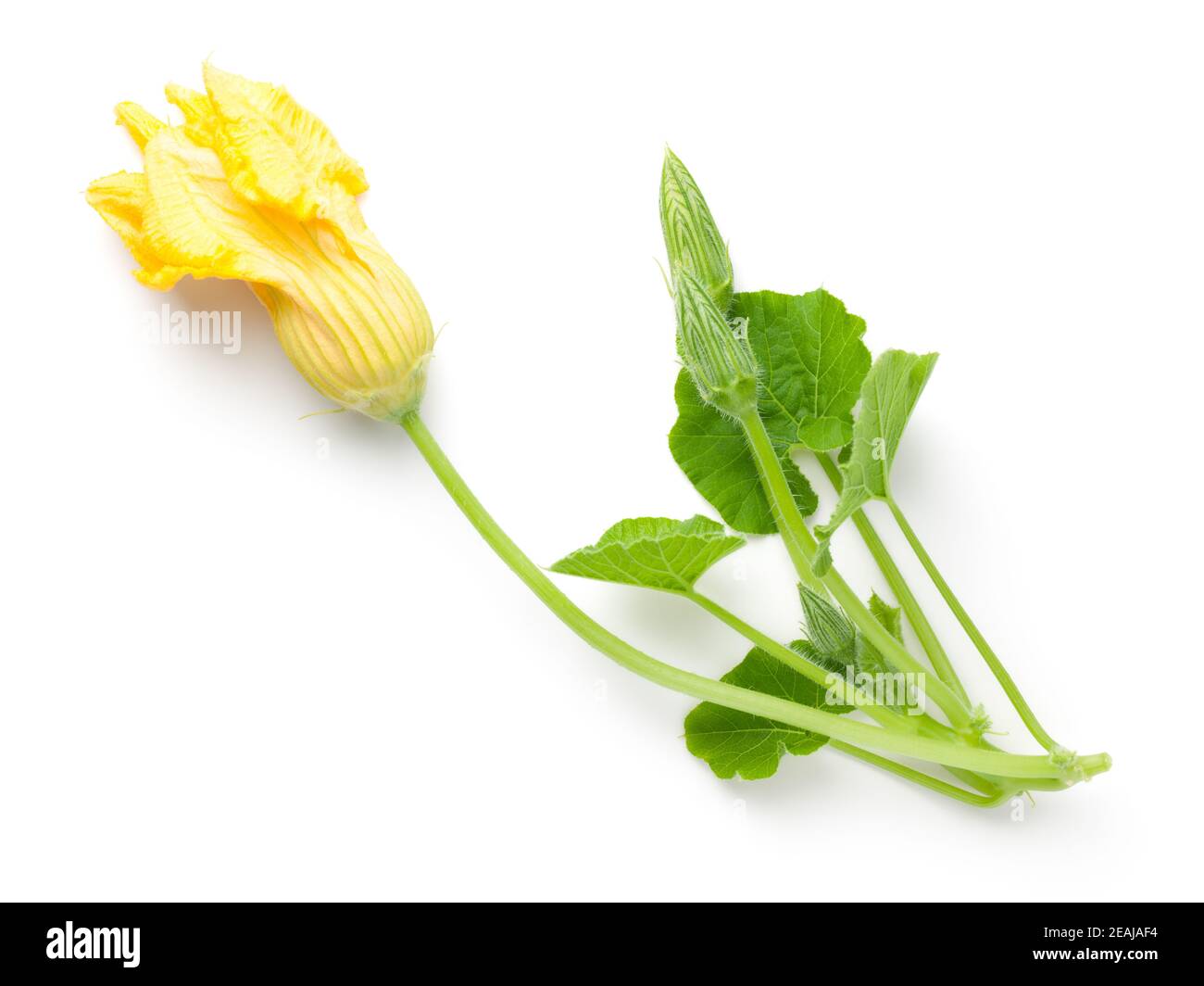 Composition en feuilles de Zucchini et fleur Banque D'Images