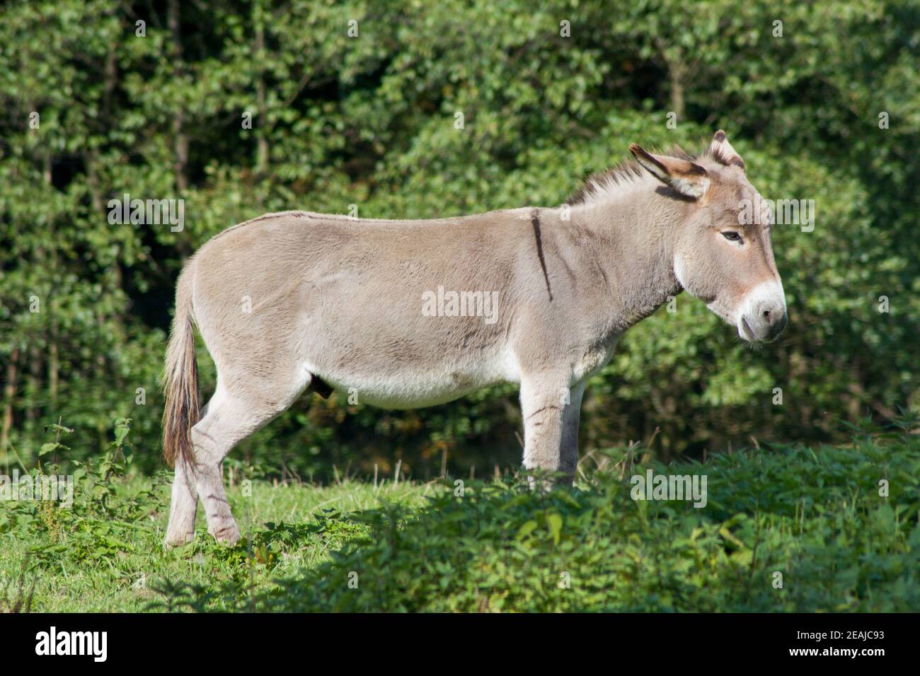 Un âne domestique (Equus asinus asinus) dans un pré Banque D'Images