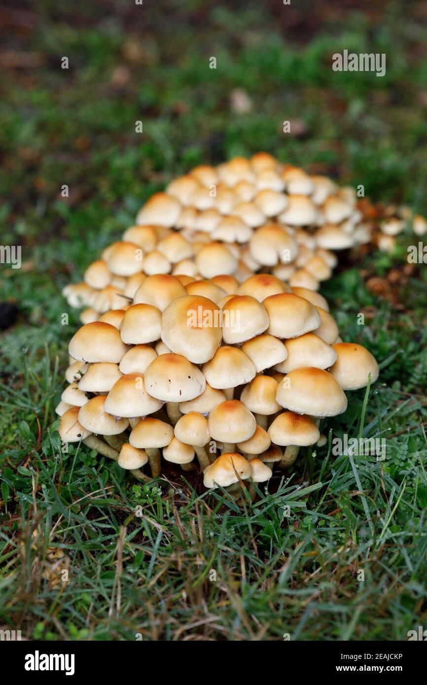 Funghi qui pousse dans l'herbe. Banque D'Images