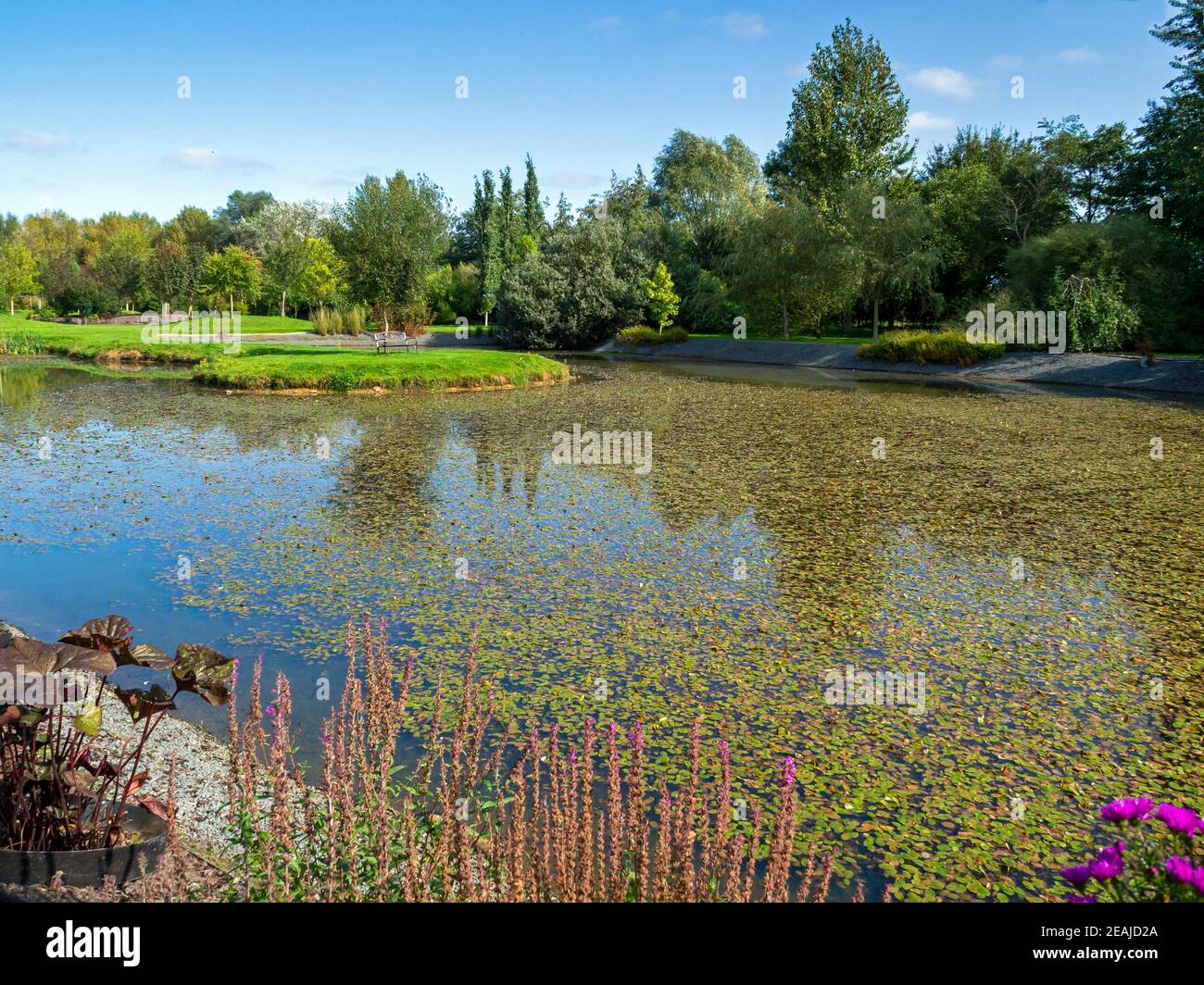 Vue sur un petit lac dans un jardin Banque D'Images