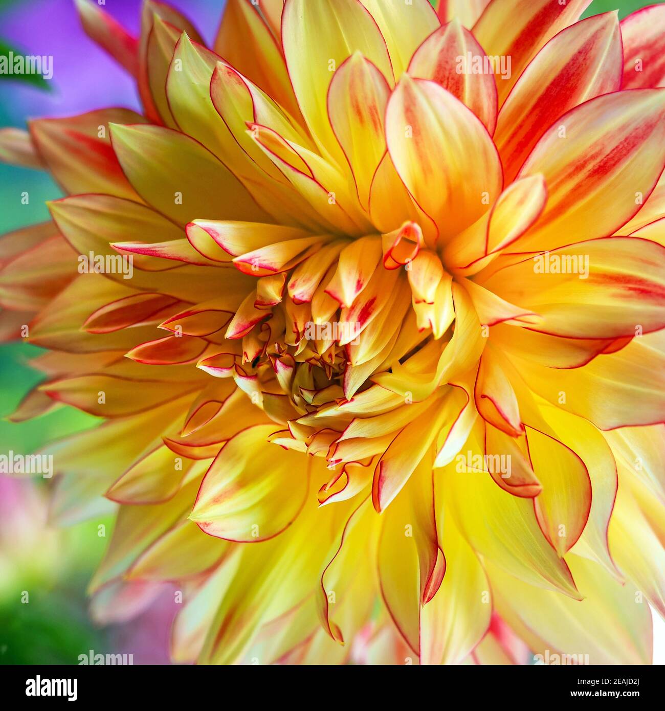 Gros plan d'un beau Dahlia jaune et rose Banque D'Images