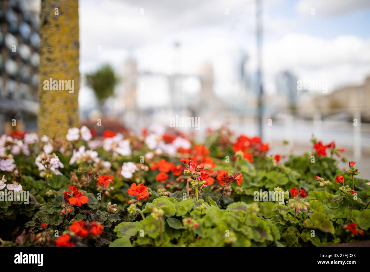 Vue en paysage des fleurs rouges et blanches avec un flou Paysage urbain comme arrière-plan Banque D'Images