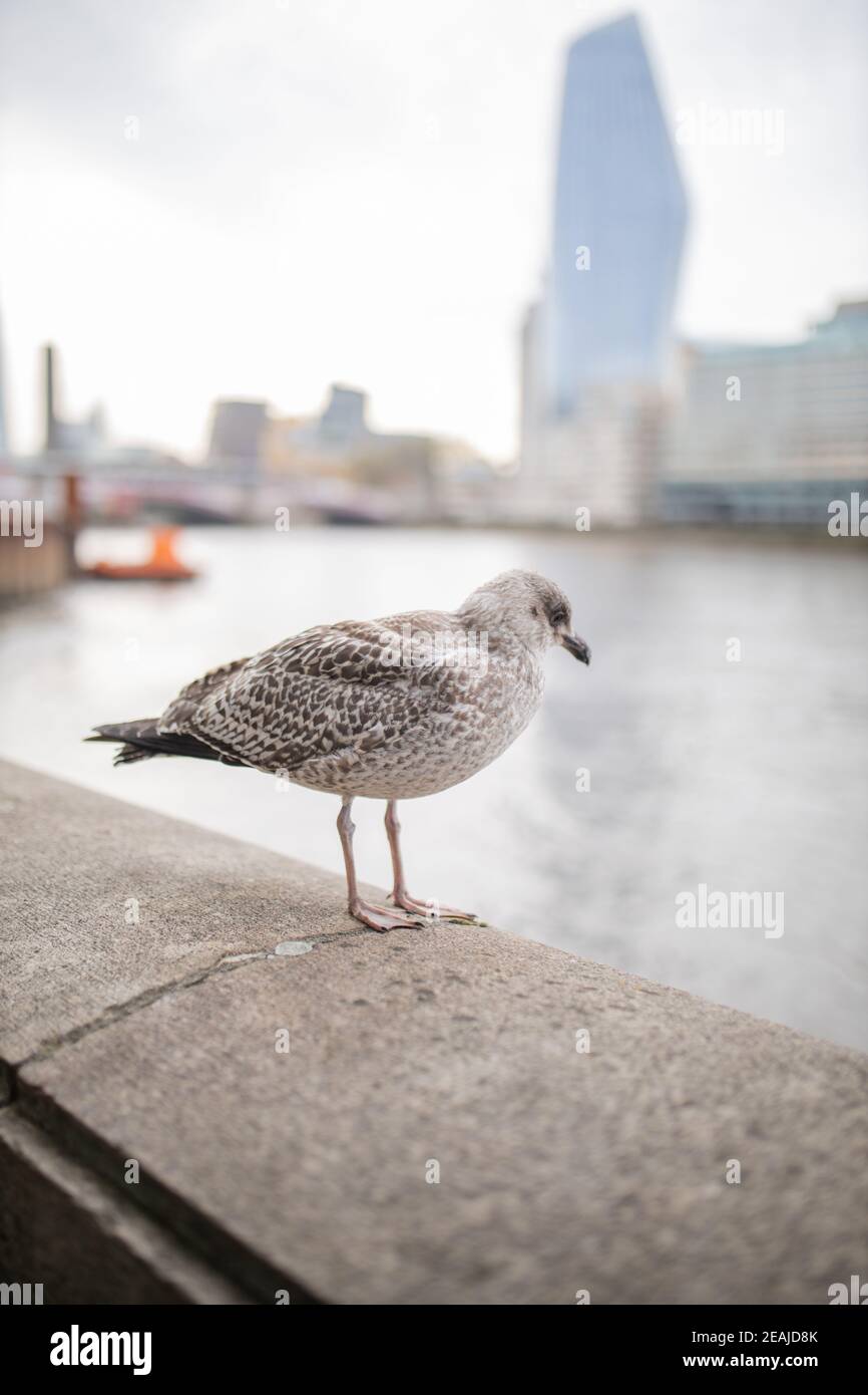 Vue en portrait d'un mouette debout sur une barrière en béton Avec une rivière derrière elle Banque D'Images