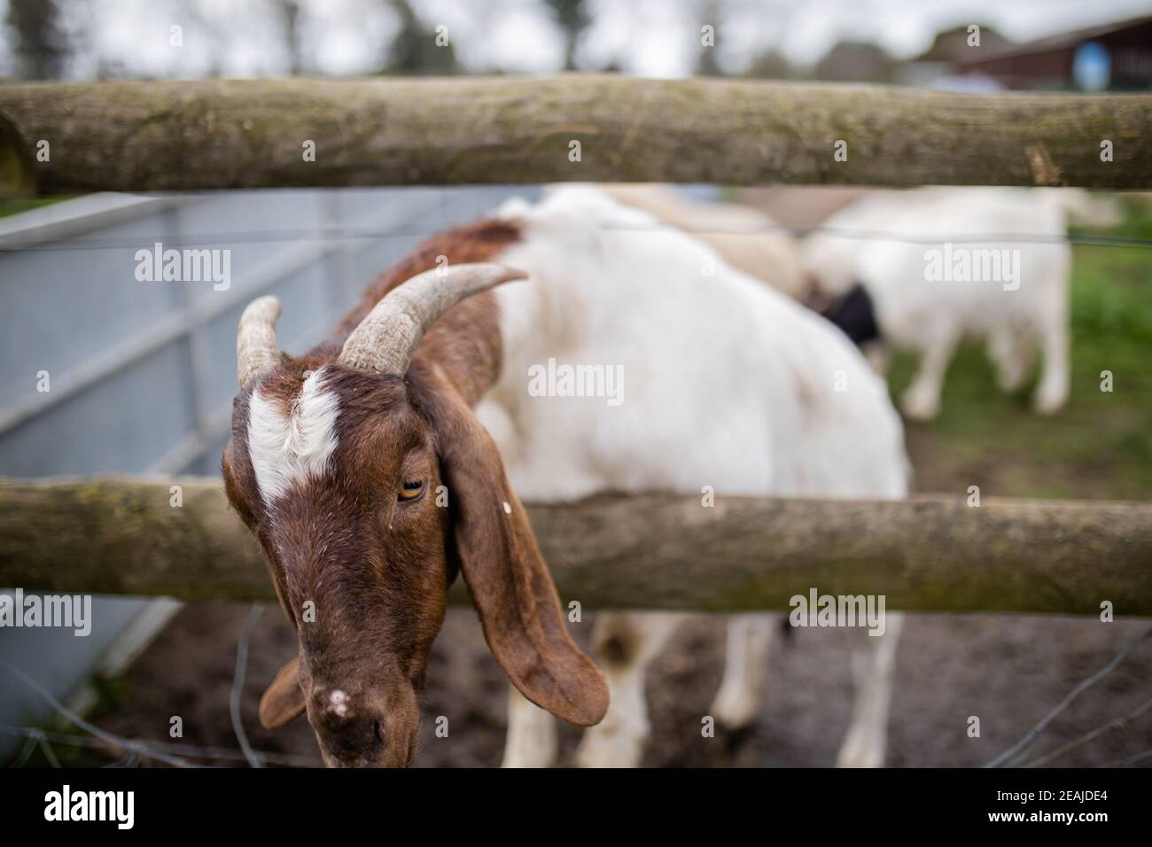 Belle chèvre à cornes qui colle sa tête hors d'une clôture avec d'autres chèvres derrière Banque D'Images
