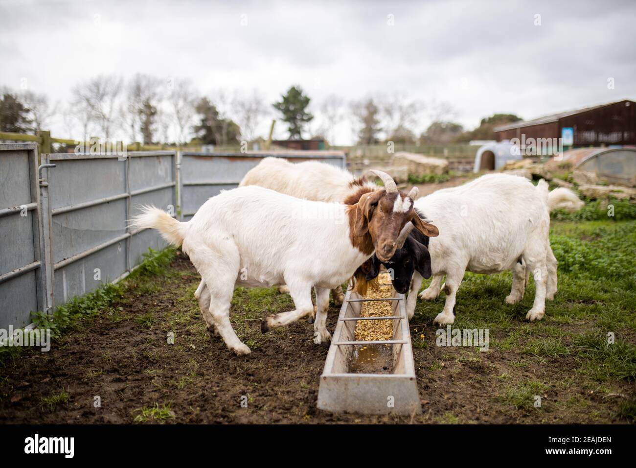 Chèvres blanches et brunes mangeant calmement du grain dans une ferme Banque D'Images