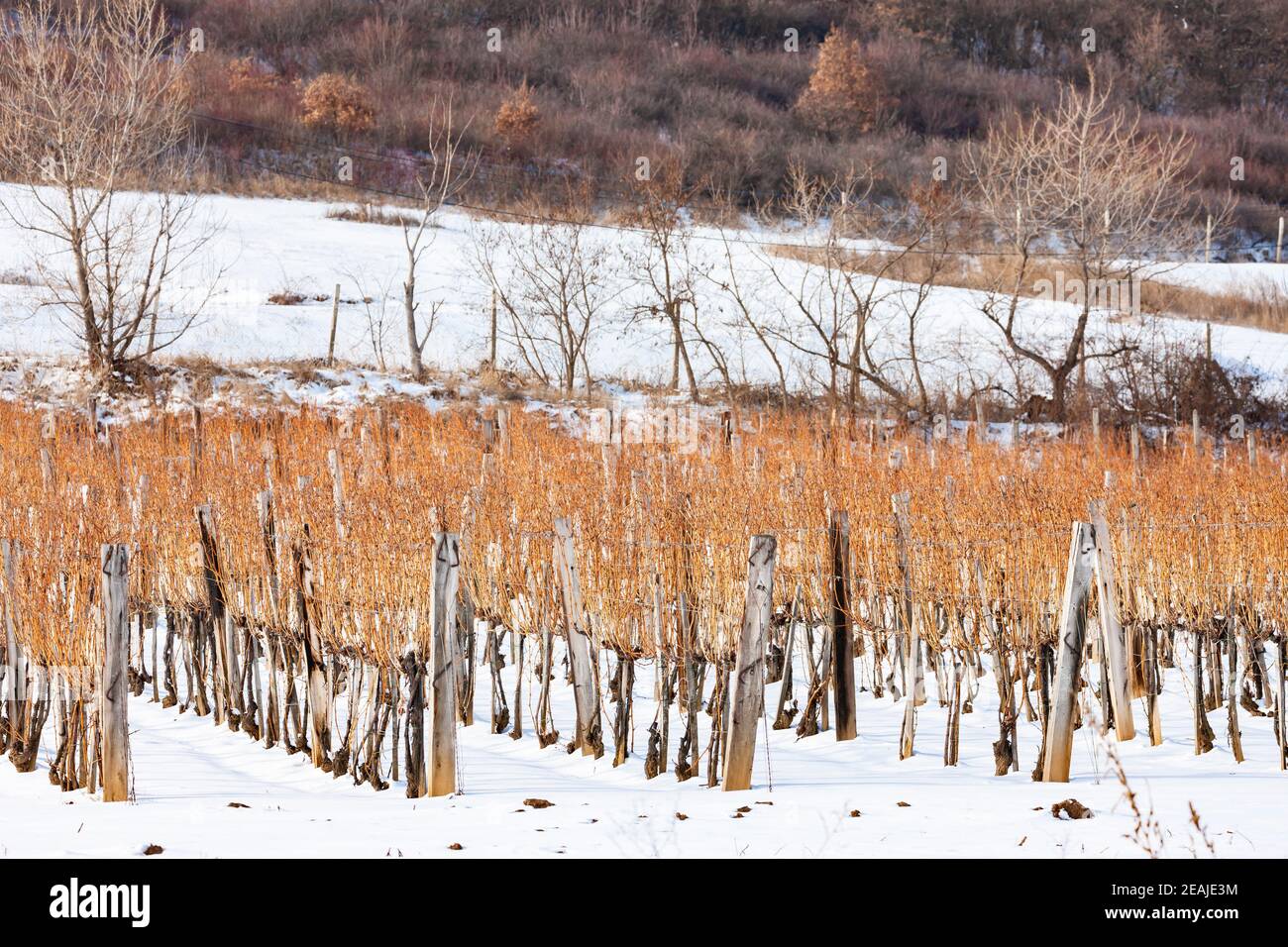 Vignes près de Sarospatak, région de Tokaj Hongrie Banque D'Images