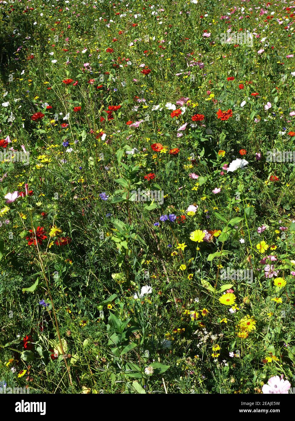 fleurs sur un pré d'été Banque D'Images