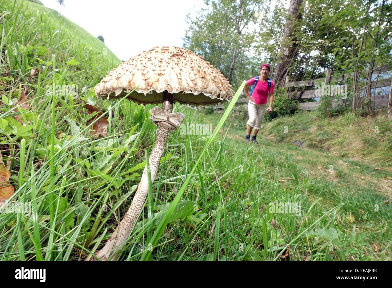 Champignon du parasol (Macrolepiota procera) sur un pré de montagne, en arrière-plan une femelle randonneur Banque D'Images