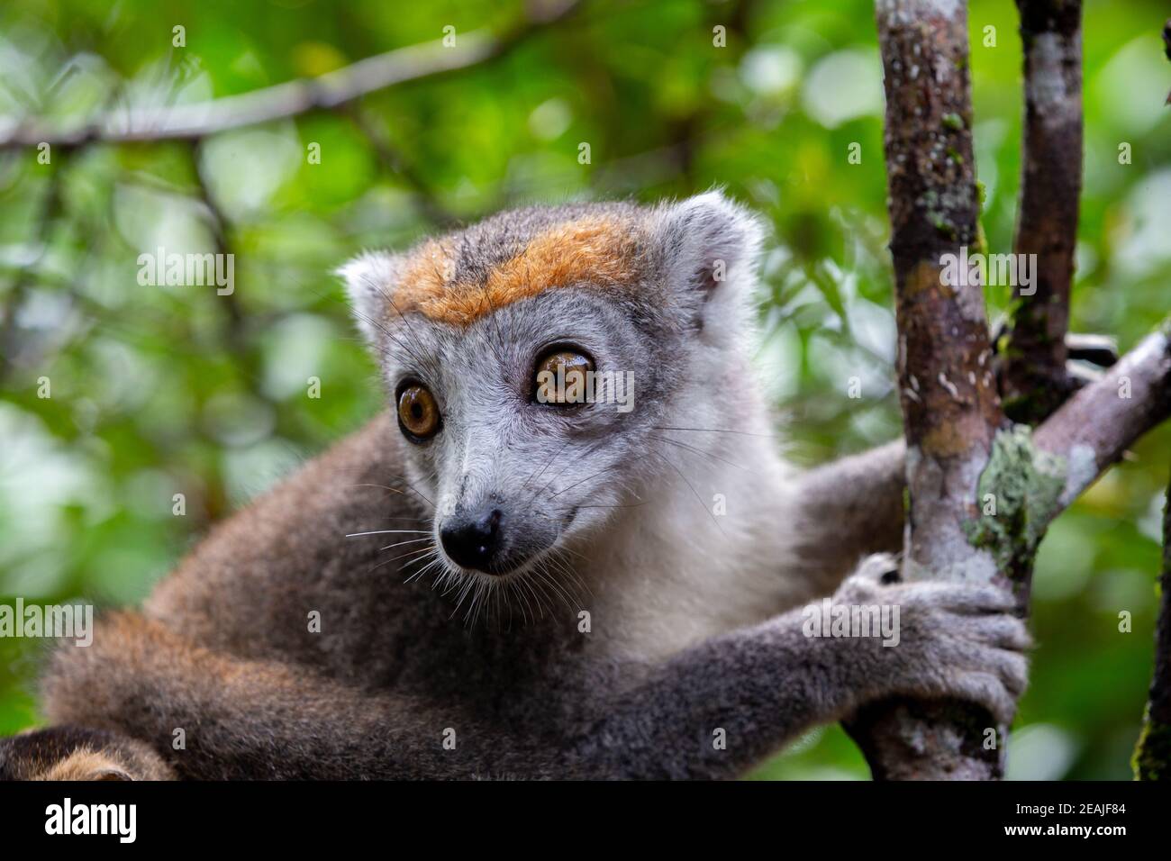 Un lémurien de couronne sur un arbre dans la forêt tropicale de Madagascar Banque D'Images