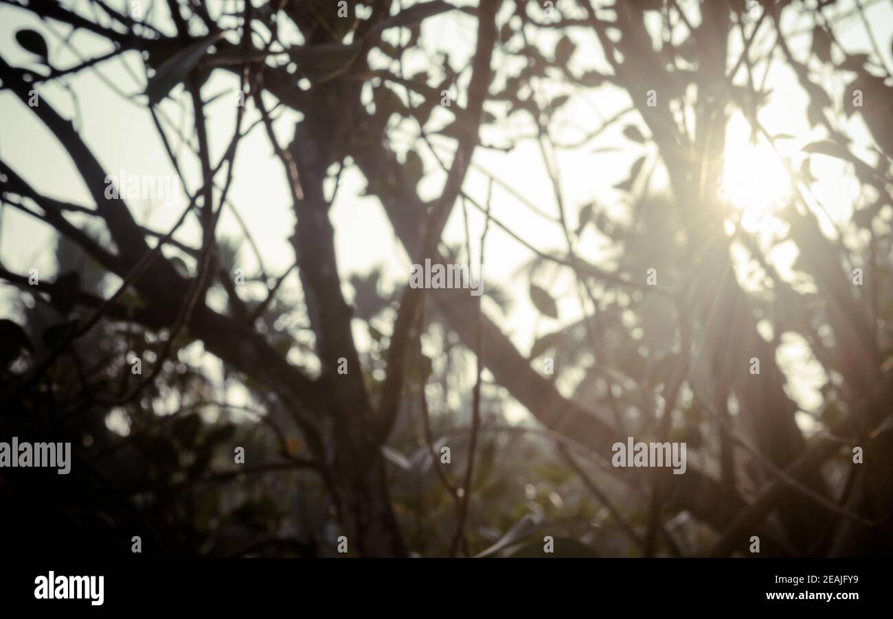 Lumière du soleil matinale à travers les feuilles d'arbre. Blur Forest Bush environnement boisé dans la silhouette de premier plan par rétro-éclairage lumineux sunbeam. Beauté dans la nature Résumé thème image d'arrière-plan. Copier l'espace. Banque D'Images