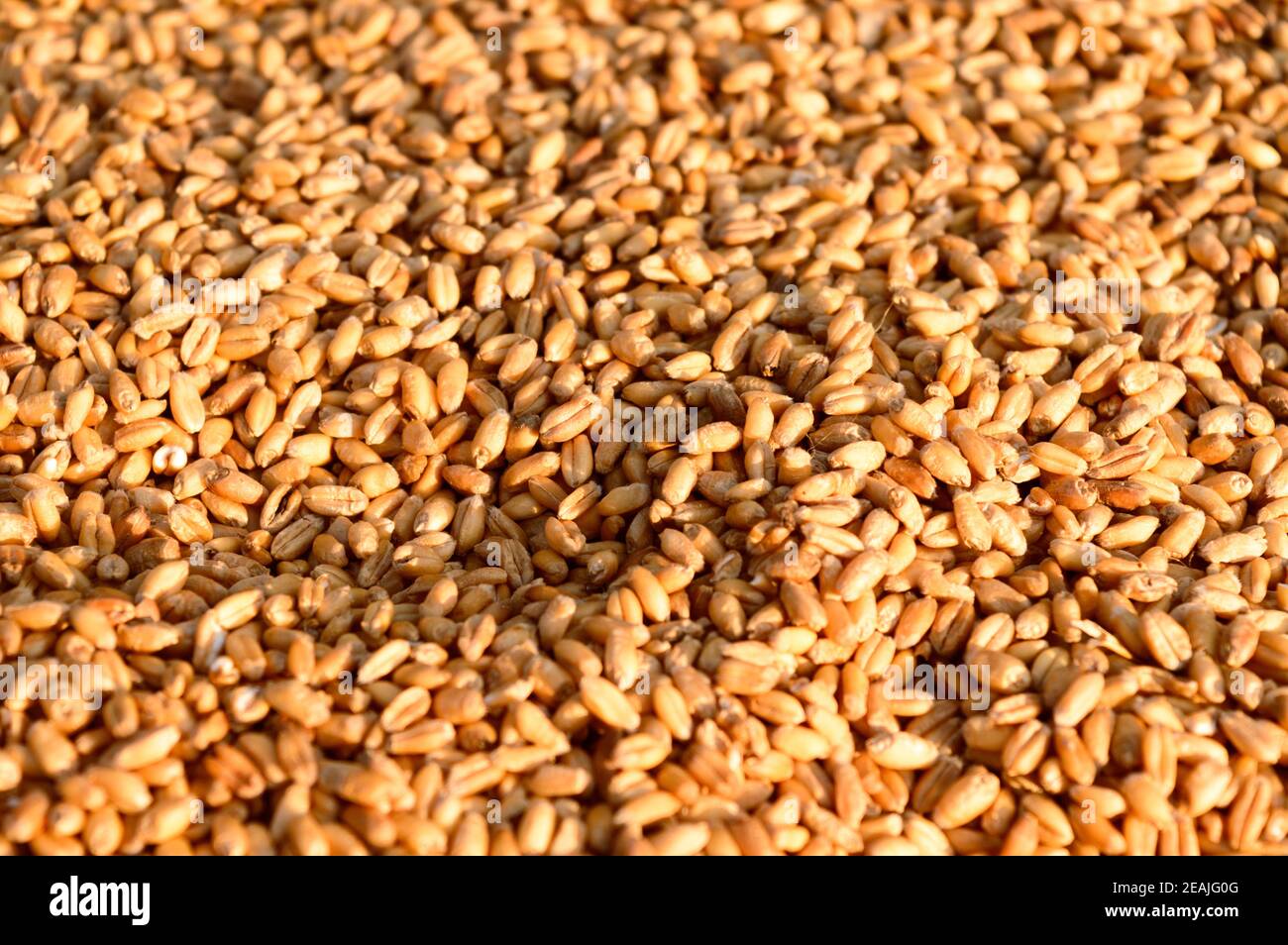 Texture de grain de blé sans couture au soleil du matin. Grain alimentaire naturel sec et biologique brut. Arrière-plan de la vue de dessus. Céréales séchées pour le petit déjeuner Macro shot. Gros plan. Agriculture concept de récolte. Banque D'Images