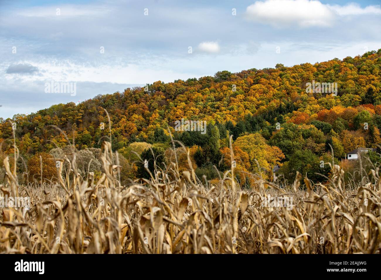 Champ de maïs en face d'une montagne avec des arbres colorés Banque D'Images