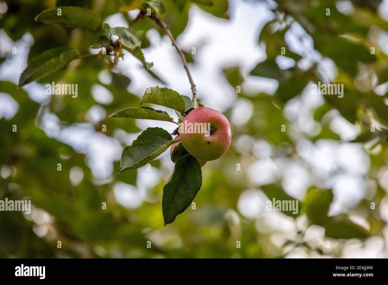 Pomme mûre sur un arbre en automne Banque D'Images